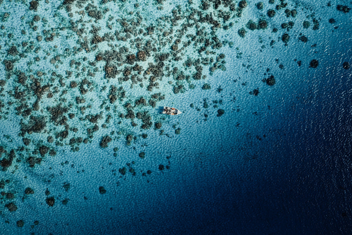 WE’RE HALFWAY TO 15K CORALS IN 2022