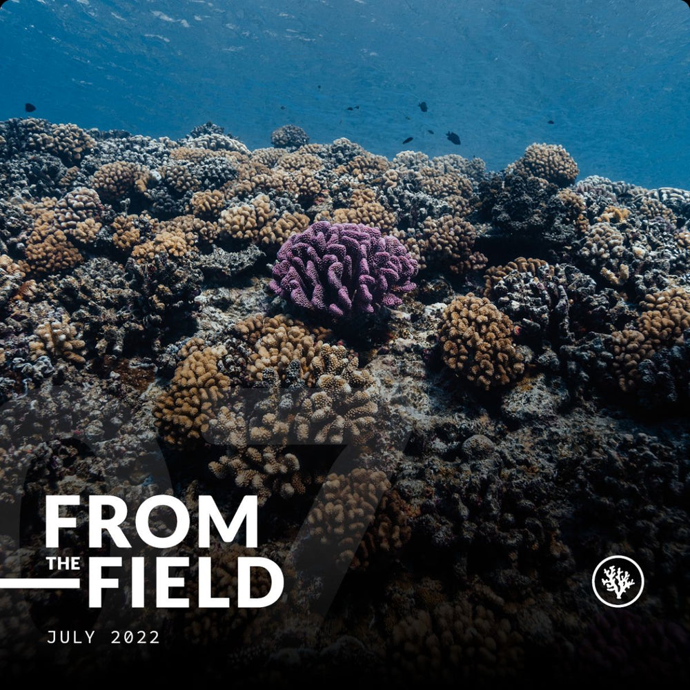 FROM THE FIELD - JULY 2022