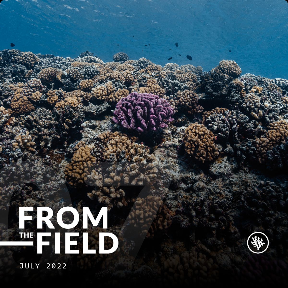 FROM THE FIELD - JULY 2022