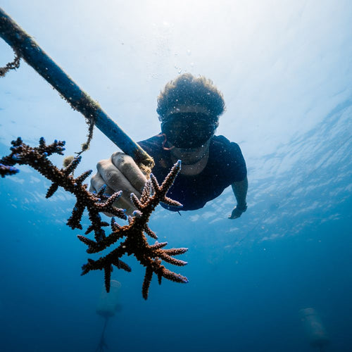 ADOPT A CORAL