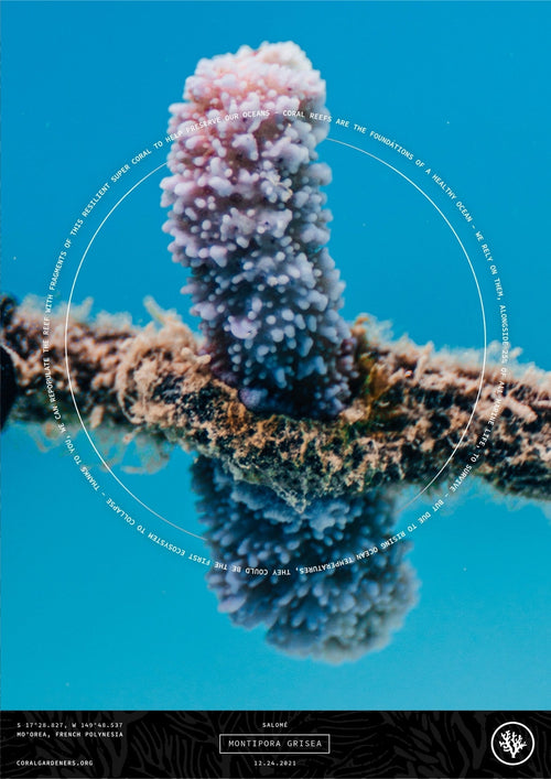 Tribute Technology - Plant a Memorial Coral