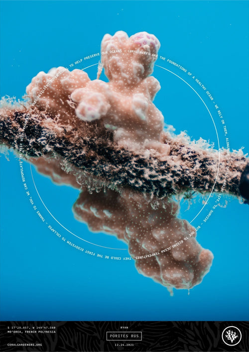 Tribute Technology - Plant a Memorial Coral