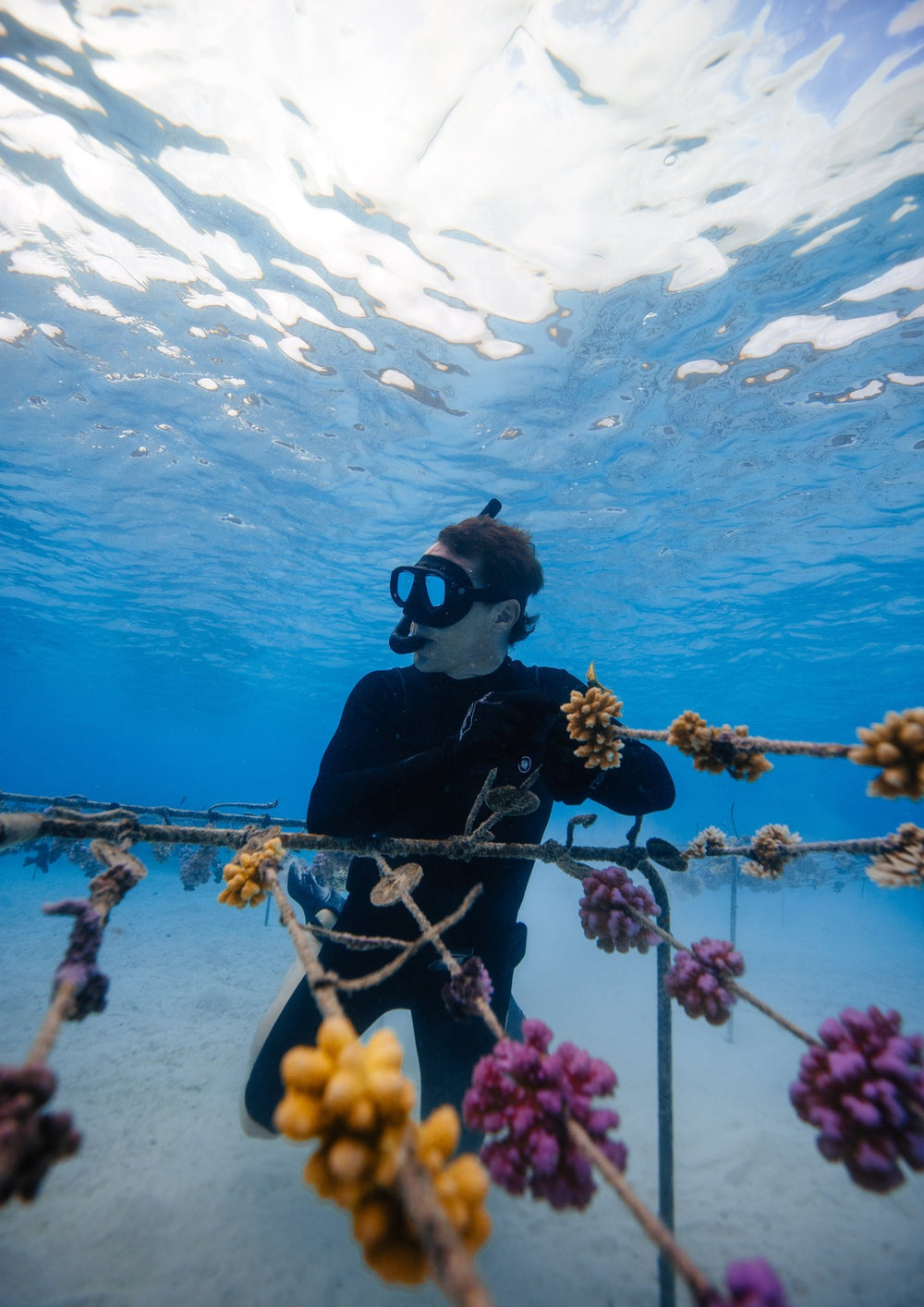ADOPT A CORAL