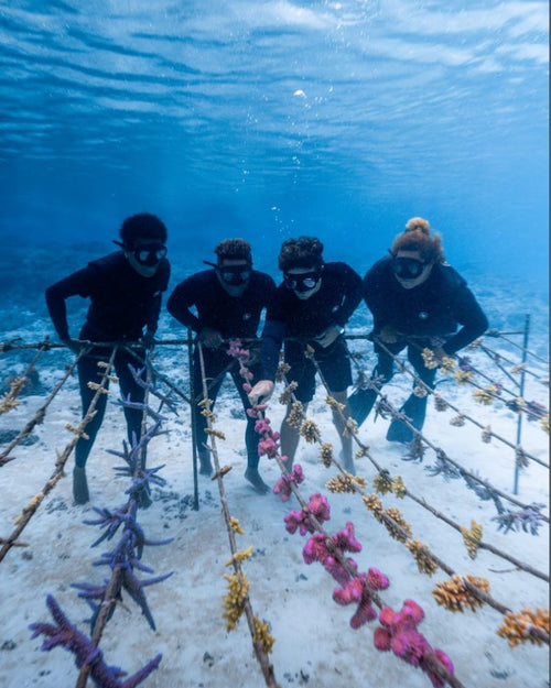 Coral Adoption Program Starter