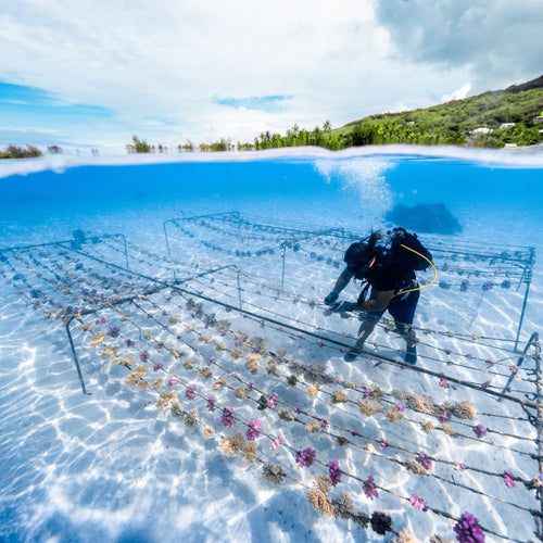 ADOPT A CORAL
