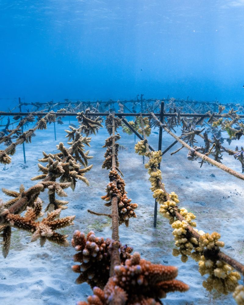 Coral Adoption Program Starter