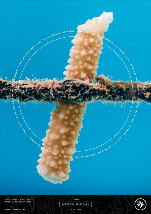 Tribute Technology - Plant a Memorial Coral