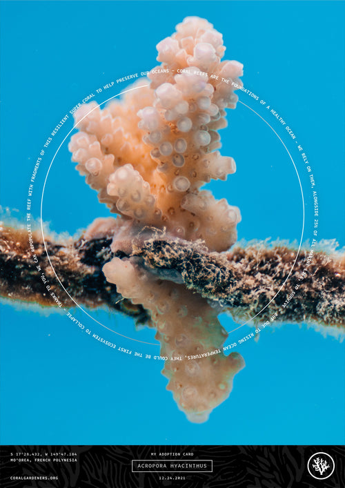 Tribute Technology - Plant a Memorial Coral