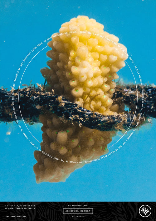Tribute Technology - Plant a Memorial Coral