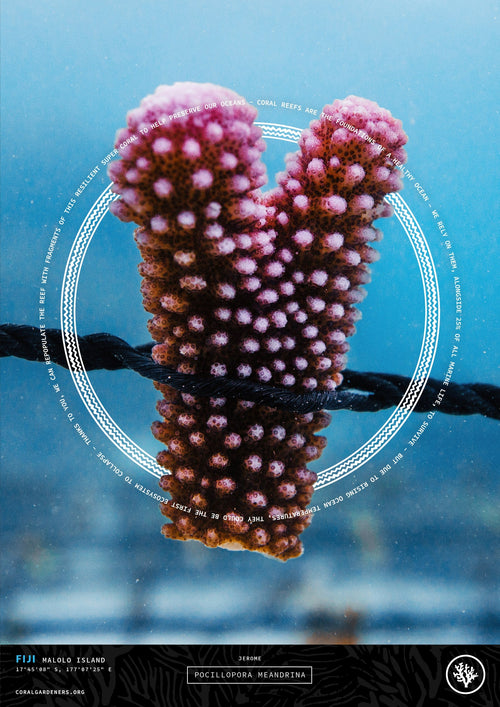 ADOPT A CORAL - BOSS